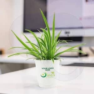 Customize table plant with 14 August patriotic design and company logo from CGS